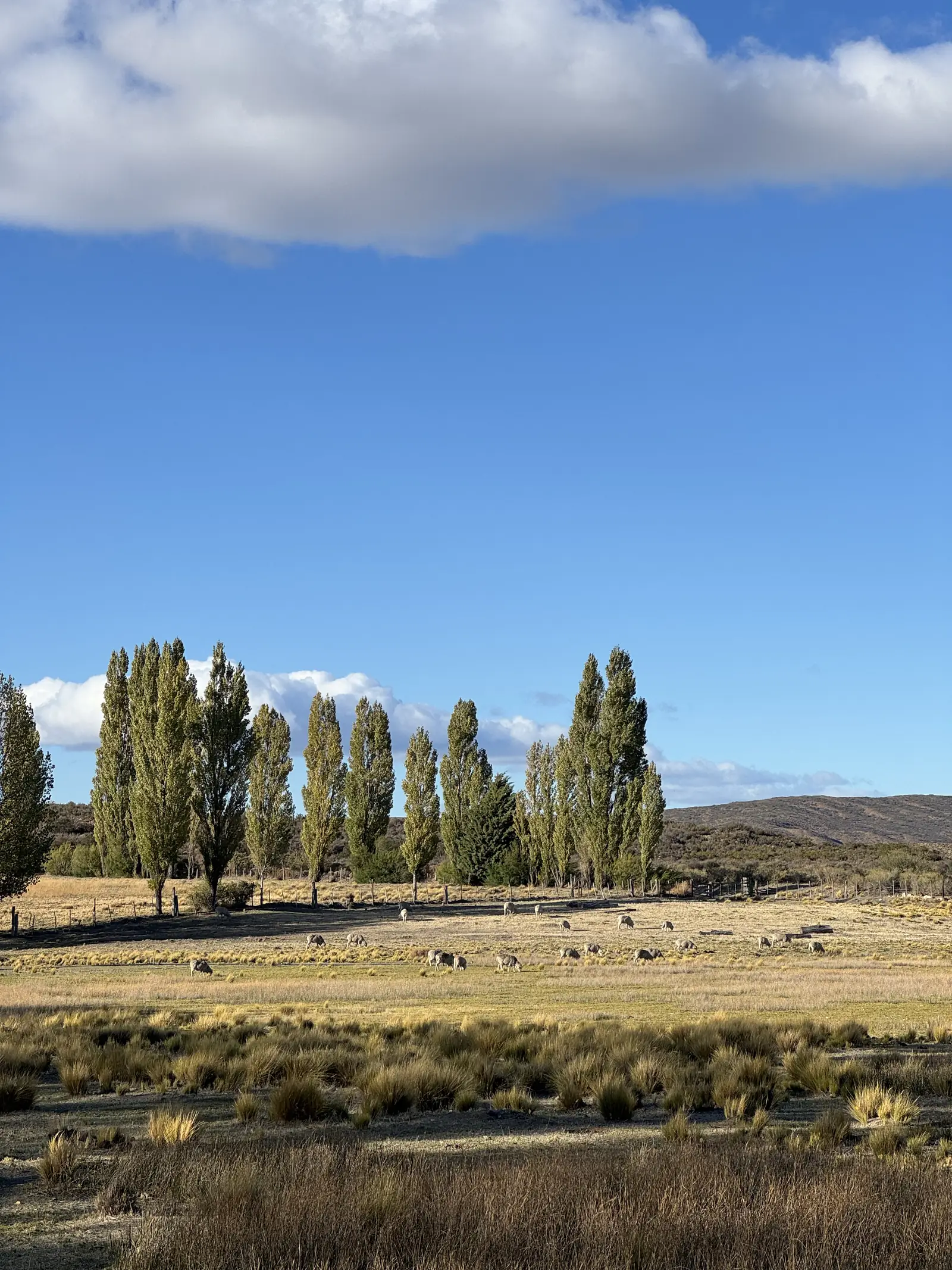 Álamos y ovejas en la estancia