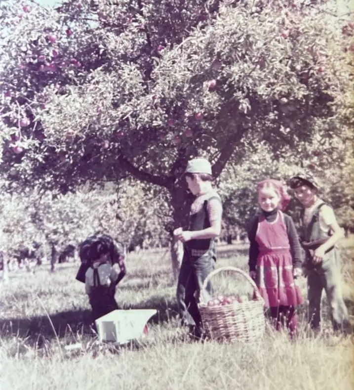 Cosecha de manzanas