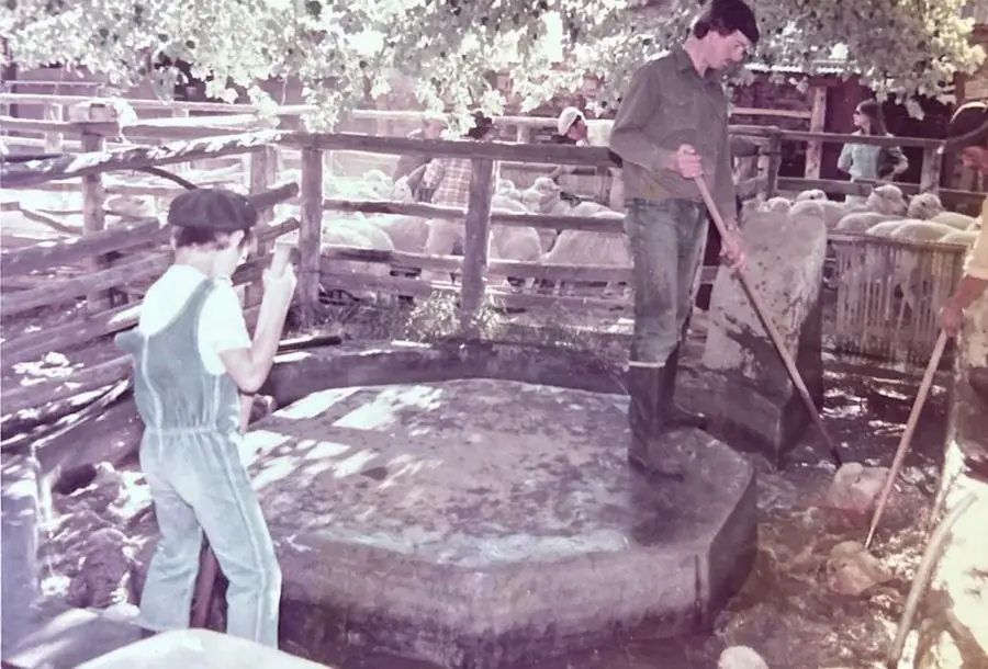 Baño de ovejas