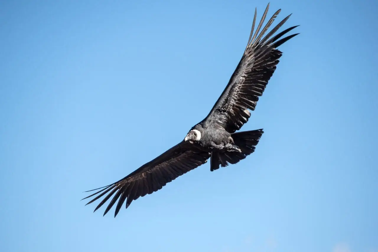 Cóndor andino en vuelo