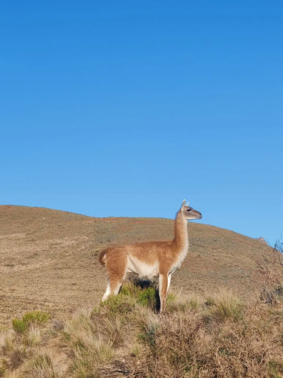 Guanaco en la estepa patagónica