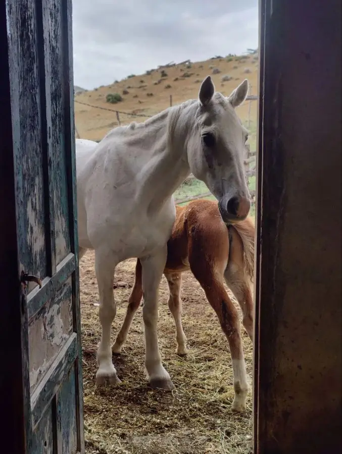 Yegua y potrillo en la estancia