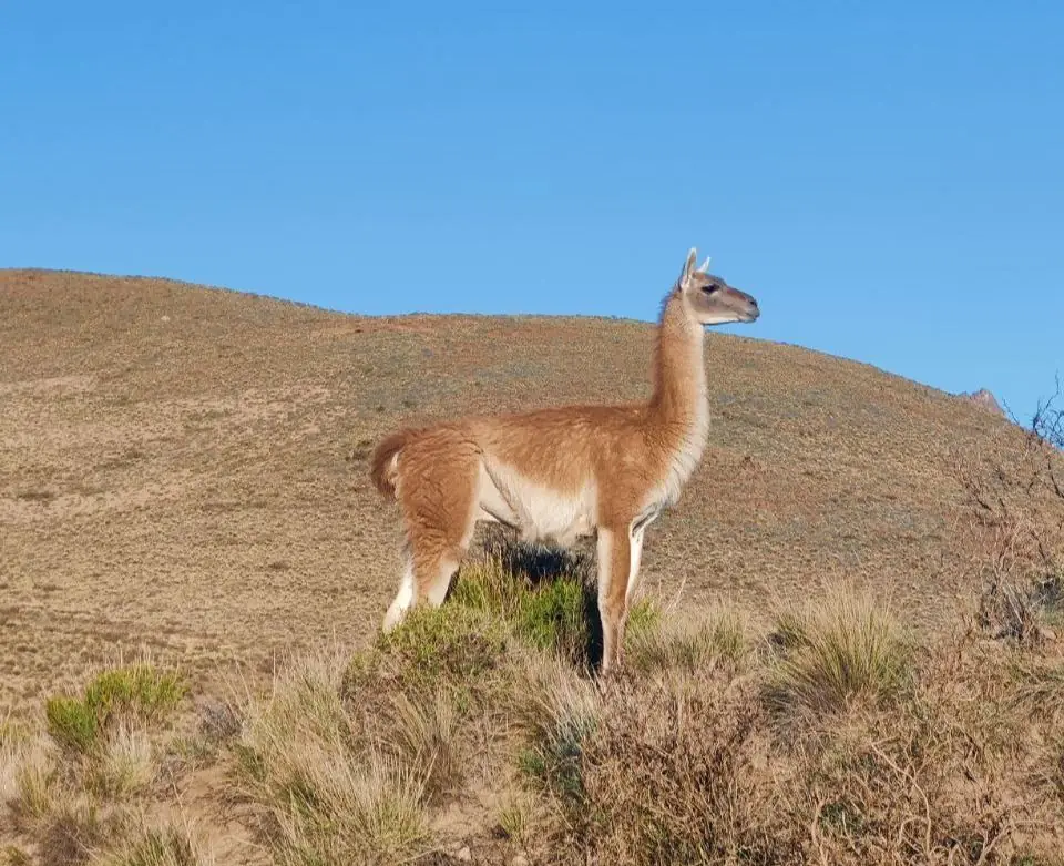 Guanaco en la estepa de Paso Flores